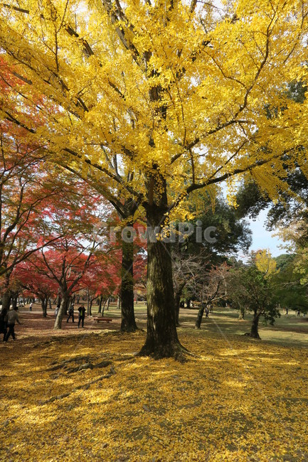 낙엽,은행,단풍,가을,공원,가을,계절,fall,autumn,season,tree,나무,plant,식물,tree trunk,나무 줄기