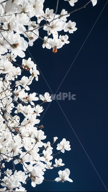 목련,봄꽃,식물,blossom,flower,하얀꽃,목련꽃,목련나무,꽃잎,꽃,꽃나무,자연,plant,밤풍경,야경