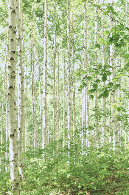 자작나무,숲,자작나무숲,길,숲길,자연,식물,자연,풍경,nature,landscape,식물,plants,나무,trees,wood,tree,plant
