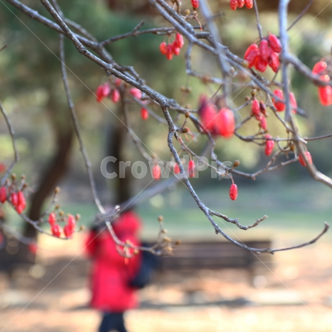겨울,풍경,감성사진,그리움,사랑,겨울,계절,winter,season,과일,열매,fruit,감성,sensible,feeling
