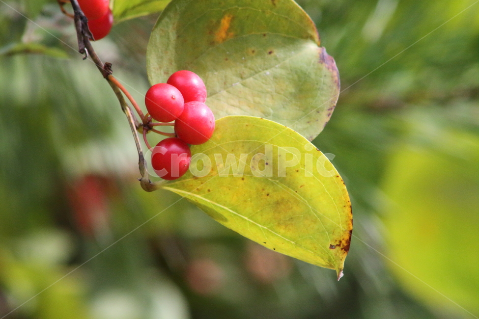 청미래덩굴, 식물, 약용식물, 열매, chinaroot, 사진,이미지,일러스트,캘리그라피 - 산사람작가