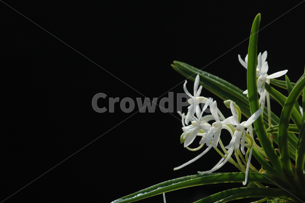 풍란,風蘭,난초,야생란,꽃,식물,자연,plants,nature,꽃,flower