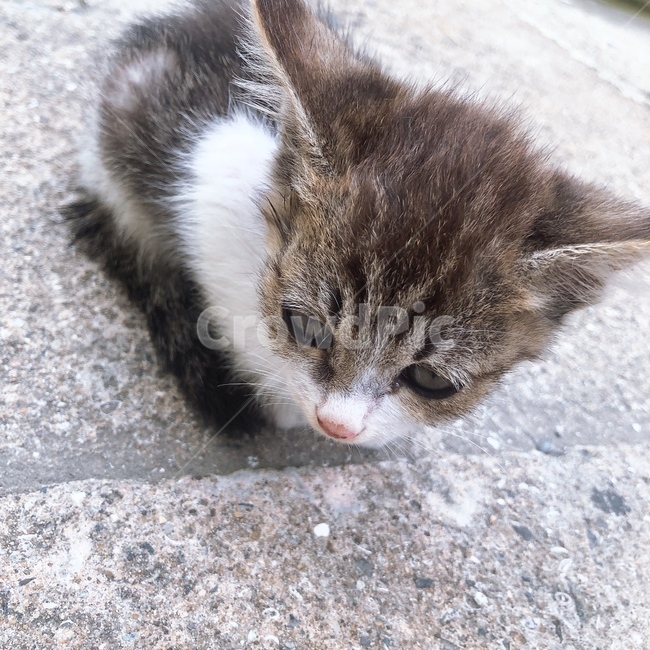 동물,고양이새끼,cat,mammal,animal,동물,animal,포유류,mammal,고양이,cat,kitten,kitty