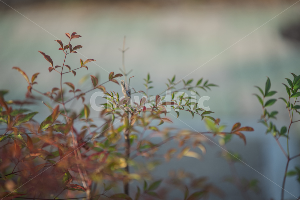leaves,나뭇잎,식물,가을,fall,autumn,식물,자연,plants,nature