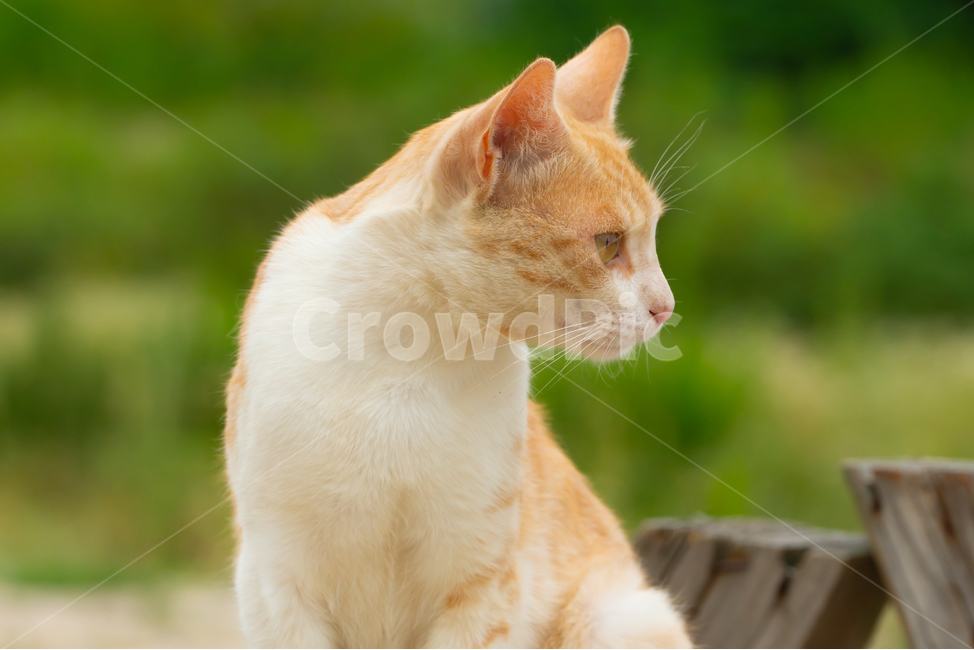 stains,beauty,yellow,wild animals,cute,life,kitty,attractiveness,kitten,stray cat,cat,streetcat,pet,wildcat,lovely,nature,gato,neko,wildanimal,Pets,animal,wild,mammalia