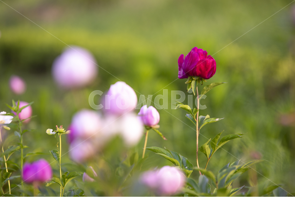 작약,꽃,봄꽃,핑크,빨강,식물,자연,plants,nature,꽃,flower