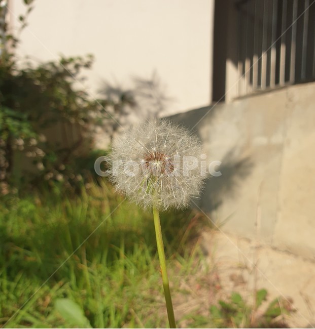 민들레,꽃,바람,식물,초록,식물,자연,plants,nature,꽃,flower