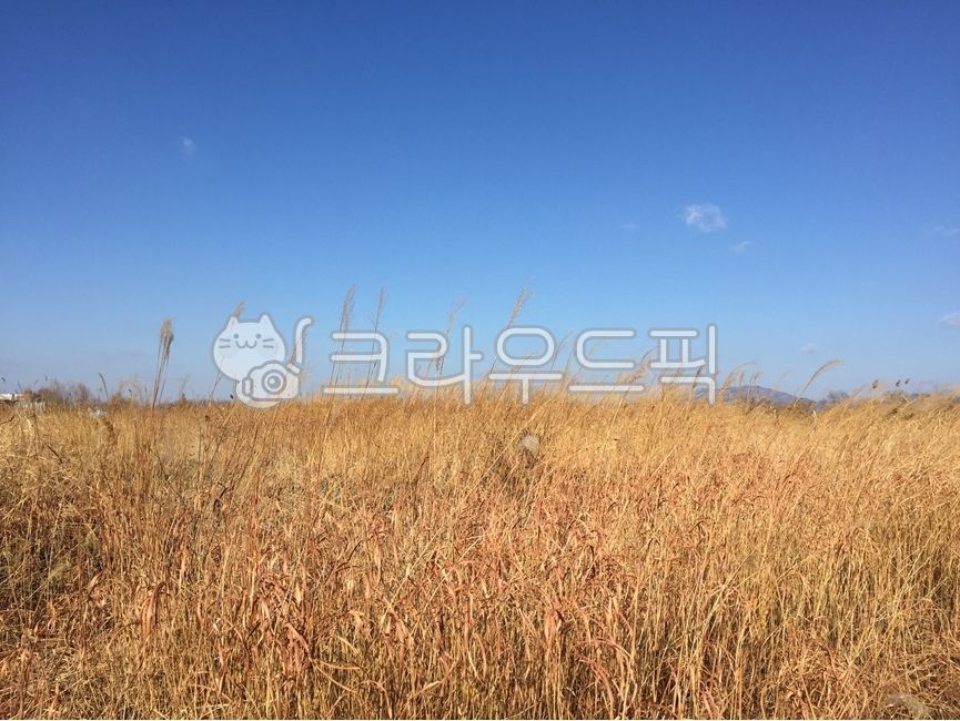 sky,blue sky,Reed,Silver grass,plant,winter landscape,silver grass field,winter sky,reed field