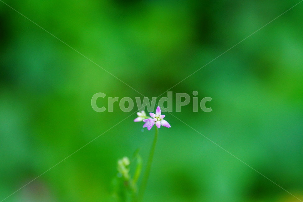 flower,꽃,plant,식물,blossom,식물,자연,plants,nature,꽃,flower