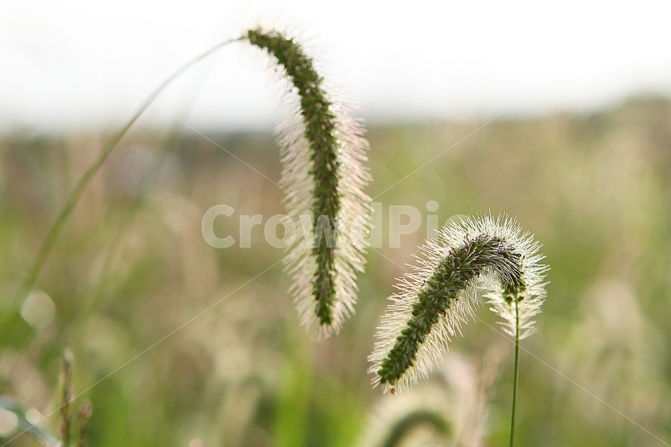 강아지풀,풀,잡초,식물,자연,여름,계절,식물,자연,plants,nature