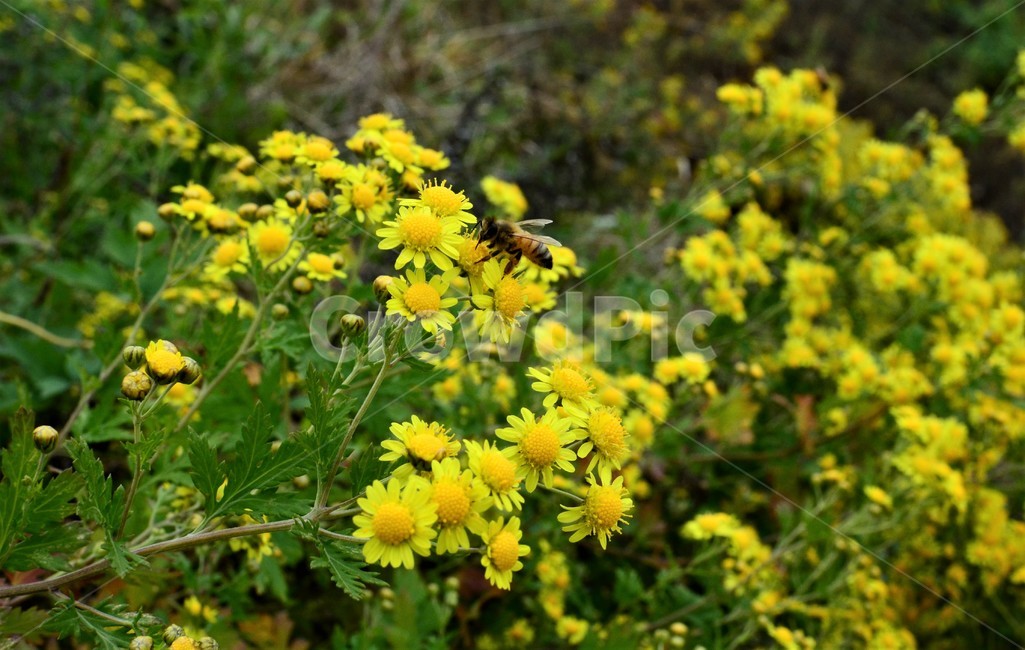 감국,들국화,가을야생화,가을들풀,국화,식물,자연,plants,nature,꽃,flower