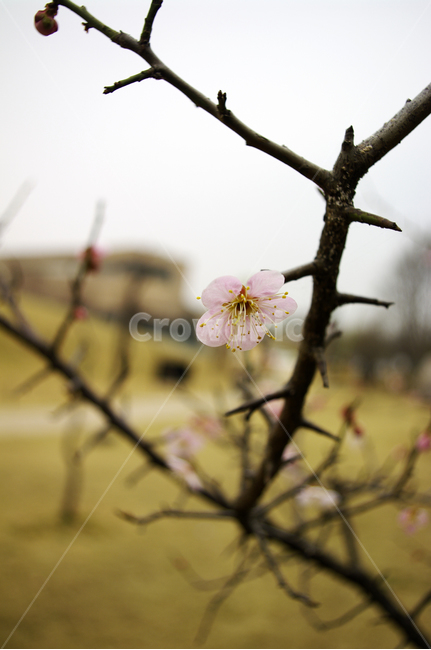 봄,spring,계절,식물,plant,자연,nature,꽃,flower,매화,식물,자연,plants,nature,꽃,flower