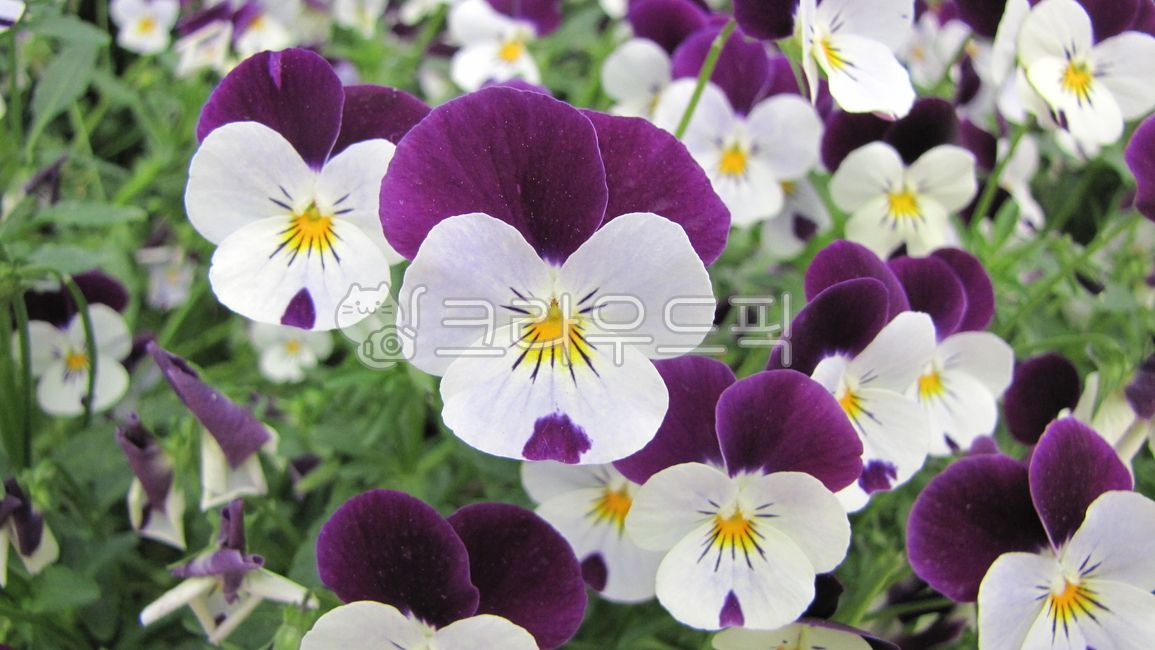 flower,꽃,팬지꽃,원숭이얼굴팬지꽃,보라꽃