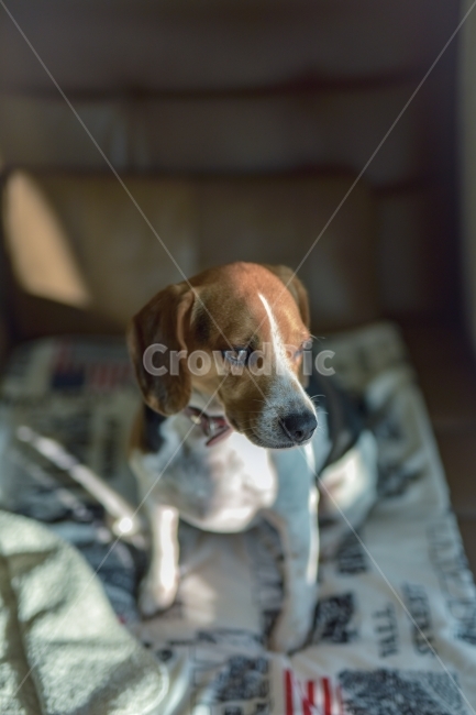 비글,애견,애완견,강아지,악마견,동물,animal,포유류,mammal,개,강아지,dog,doggy