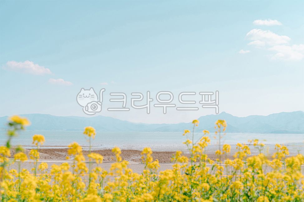 유채꽃밭,꽃반,노랑꽃밭,노란꽃밭,유채꽃,봄꽃,봄