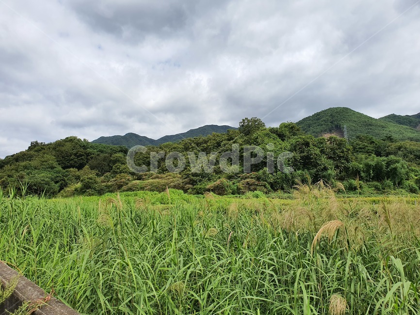 시골,풍경,시골풍경,자연,벼,nature,outdoor,곡류,곡식,cereals,농업,농사,agriculture,farming,farming industry