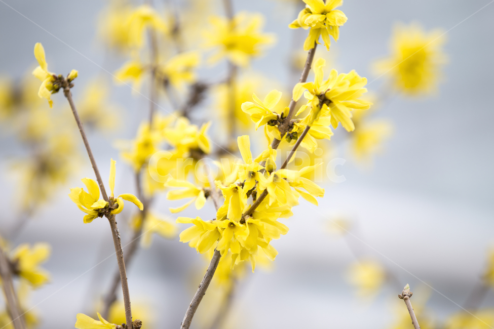 개나리,forsythia,스프링,spring,플라워,flower,봄꽃,숲길,숲,공원,forest,park,color,색깔,식물,자연,plants,nature,꽃,flower