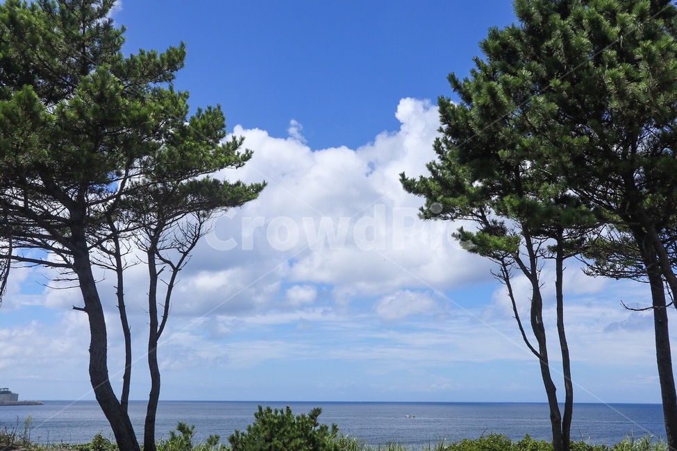 plant,식물,tree,나무,treetrunk,나무줄기,자연,풍경,nature,landscape