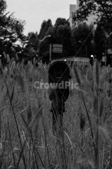 풀,나무,강아지풀,tree,grass,흑백,모노톤,monochrome,black and white