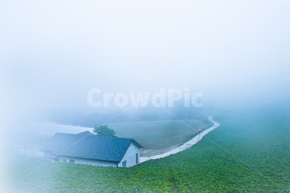 길,자연,풍경,안개,감성,시골,마을,풍경,landscape,country,rural,town