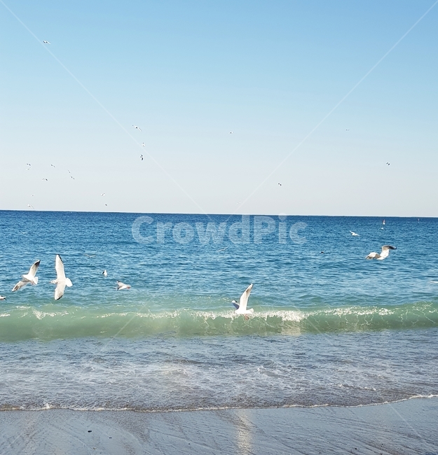 바다,갈매기,새,하늘,파도,동물,animal,조류,새,birds
