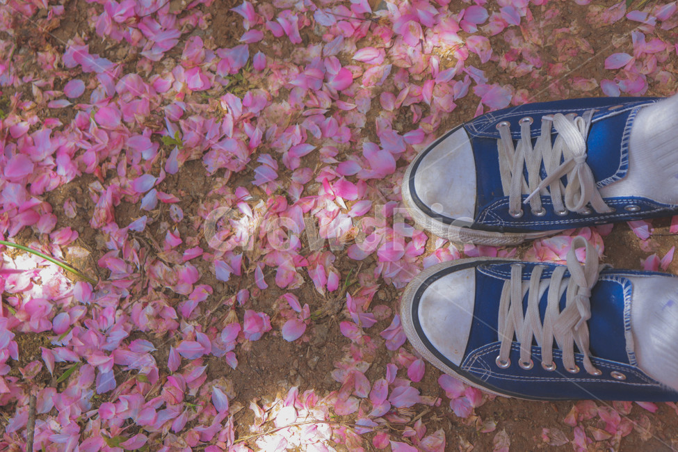 신발,꽃,벚꽃,감성사진,감성,운동화,봄,꽃잎,봄,계절,spring,season,신체일부,몸,body