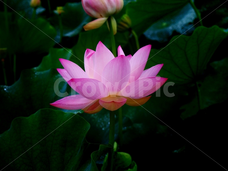 연꽃,꽃,여름,자연,사진,풍경,올림푸스,식물,자연,plants,nature,꽃,flower