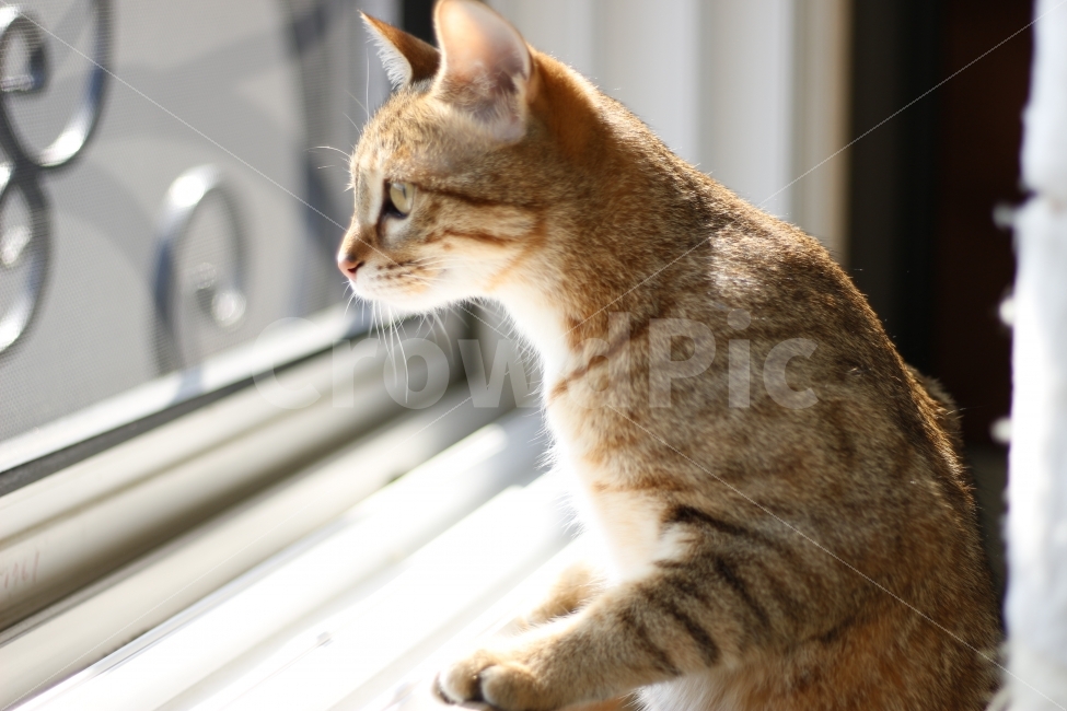 고양이,반려동물,유기묘,길냥이,애완동물,cat,pet,kitten,아기고양이,코숏,코리안숏헤어,캣대디,캣맘,햇살,아침,반려묘,morning,sunshine,동물,animal,고양이,cat,kitten,kitty,포유류,mammal