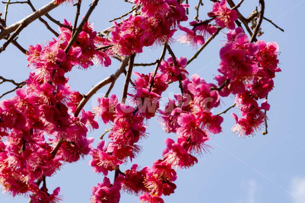 매화,매화꽃,홍매화,redplumflower,plumblossom,blossom,꽃,봄꽃,봄,계절,spring,season