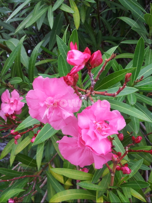 plant,식물,blossom,꽃,flower,geranium,제라늄