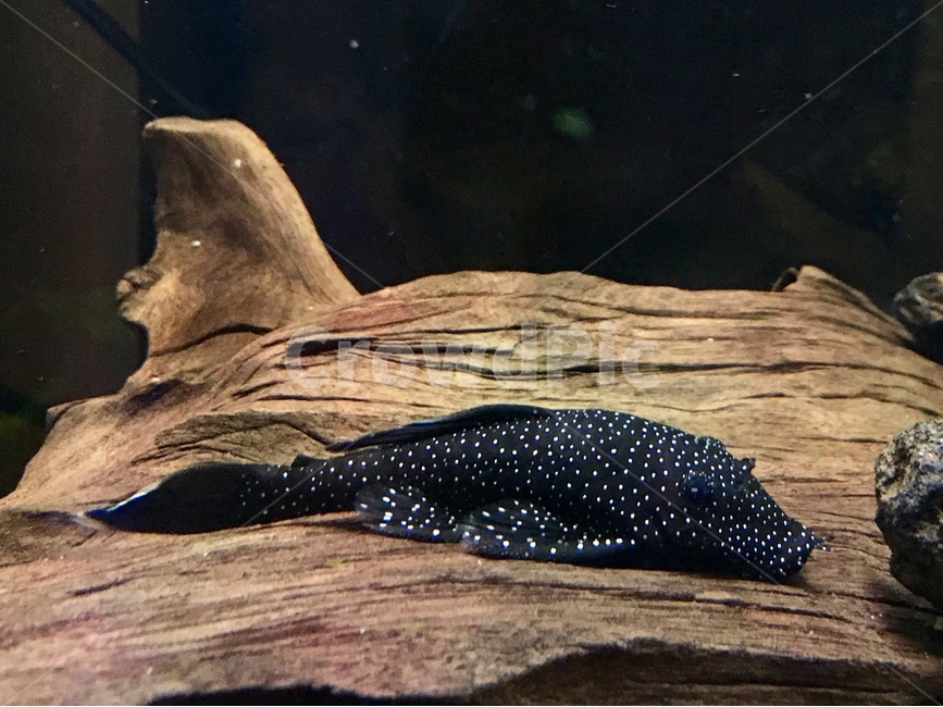 물고기,fish,star,별,땡땡이,어항,수조,관상어,동물,animal,어류,물고기,fish
