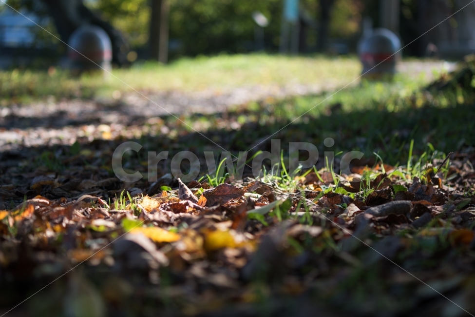 풍경,낙엽,가을,거리,햇살,식물,자연,plants,nature,휴식,힐링,rest,relaxation,healing