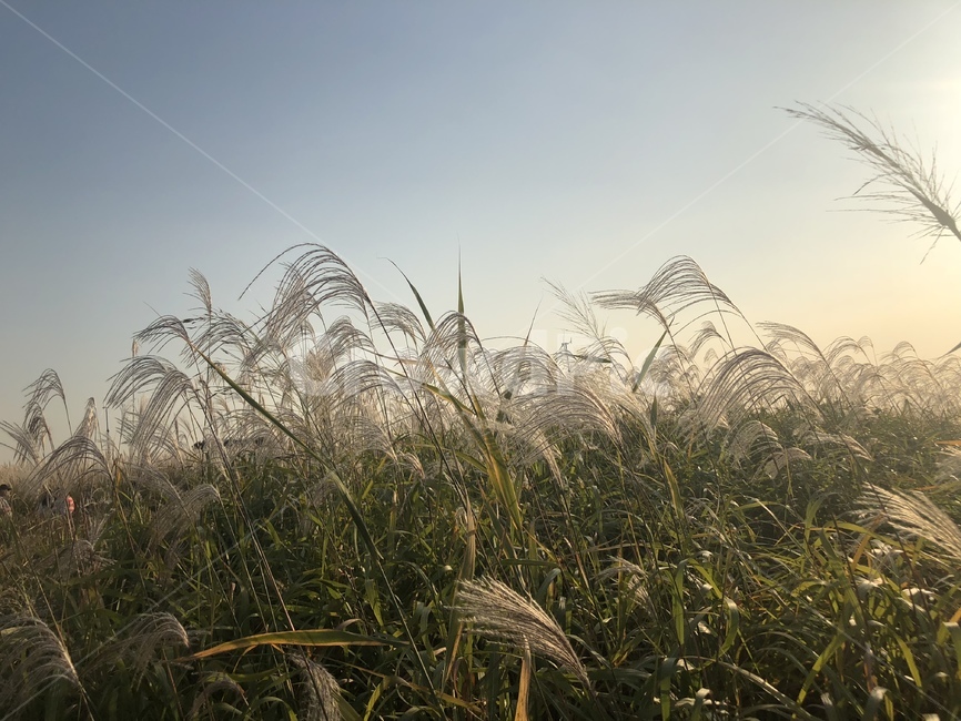 갈대,갈대밭,자연,풍경,가을,nature,fall,계절,가을,계절,fall,autumn,season,자연,풍경,nature,landscape,grass,잔디,plant,식물,lawn,reed