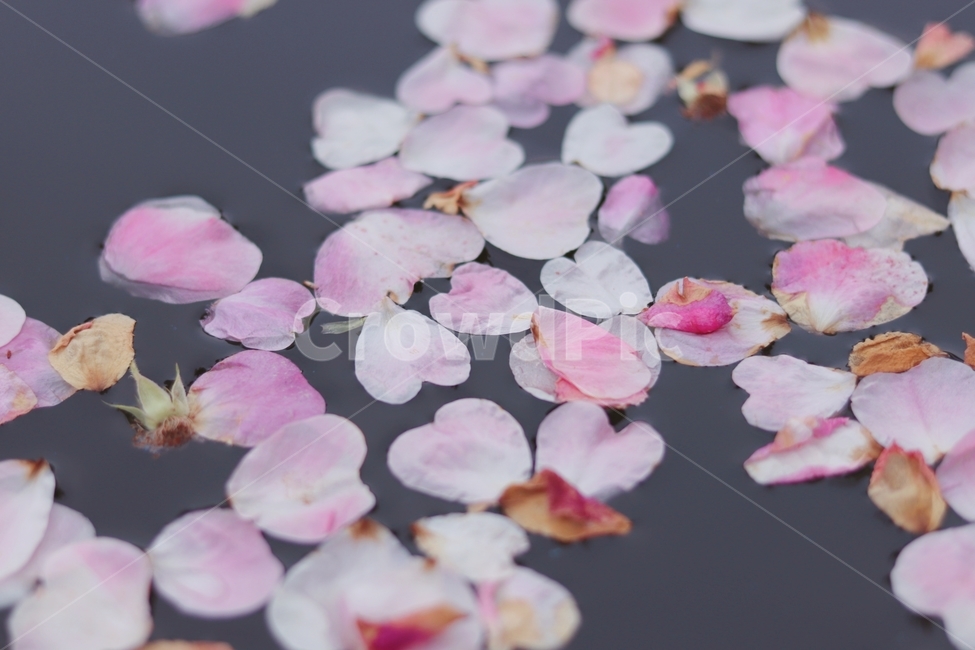 꽃,떨어진,꽃잎,물,감성,꽃,flower,감성,sensible,feeling