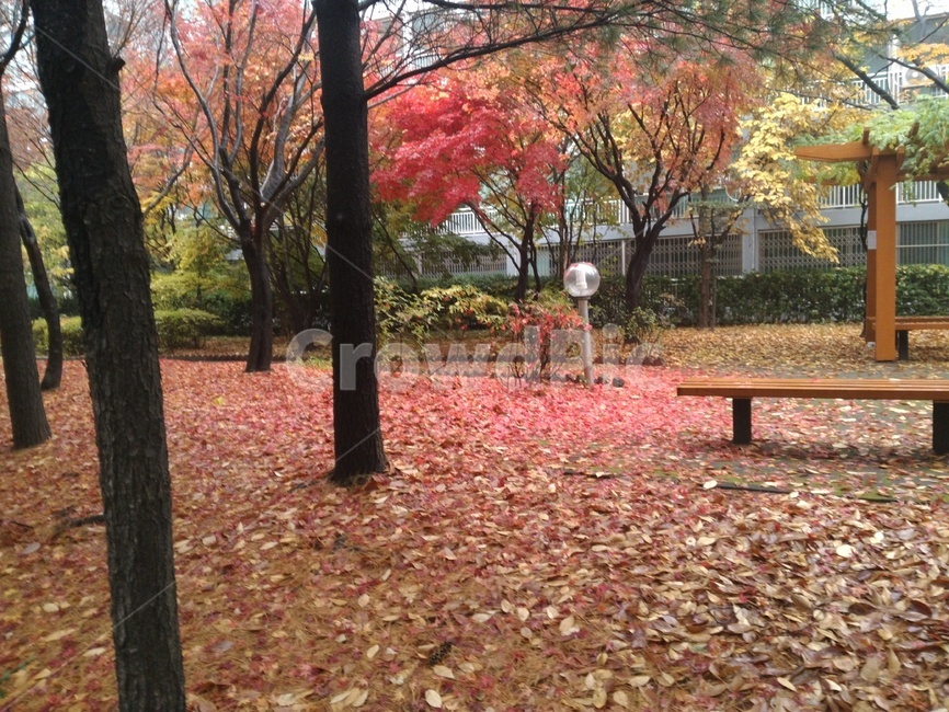 가을,낙엽,공원,벤치,나무,단풍,bench,plant,furniture,식물,tree,가구
