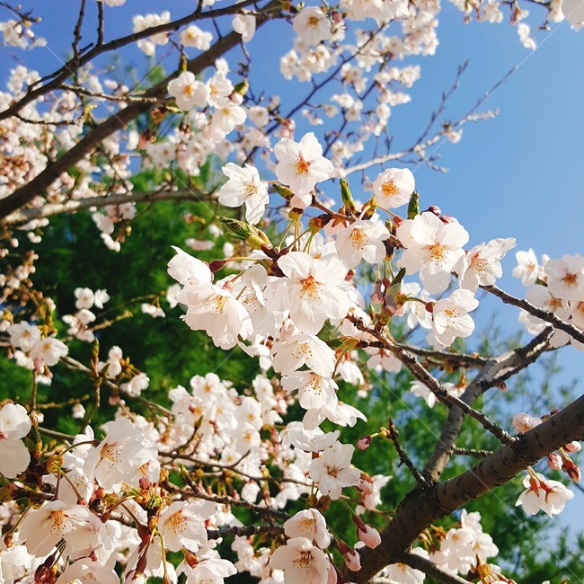 벚꽃,꽃,봄,blossom,flower,spring