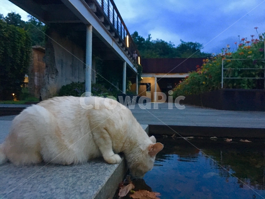 고양이,길고양이,cat,공원,연못,아련한,해질녁,여름밤,경치,물,자연,생태