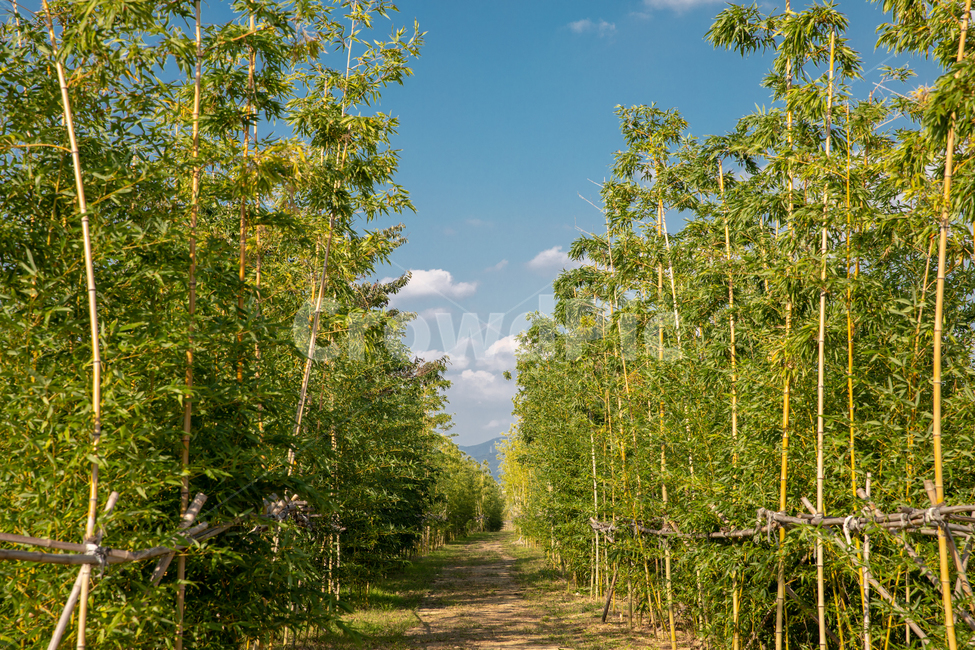 대나무,대나무숲길,하늘,자연,생태공원,도심생태공원,bamboo,자연,풍경,nature,landscape,plant,식물,tree,나무