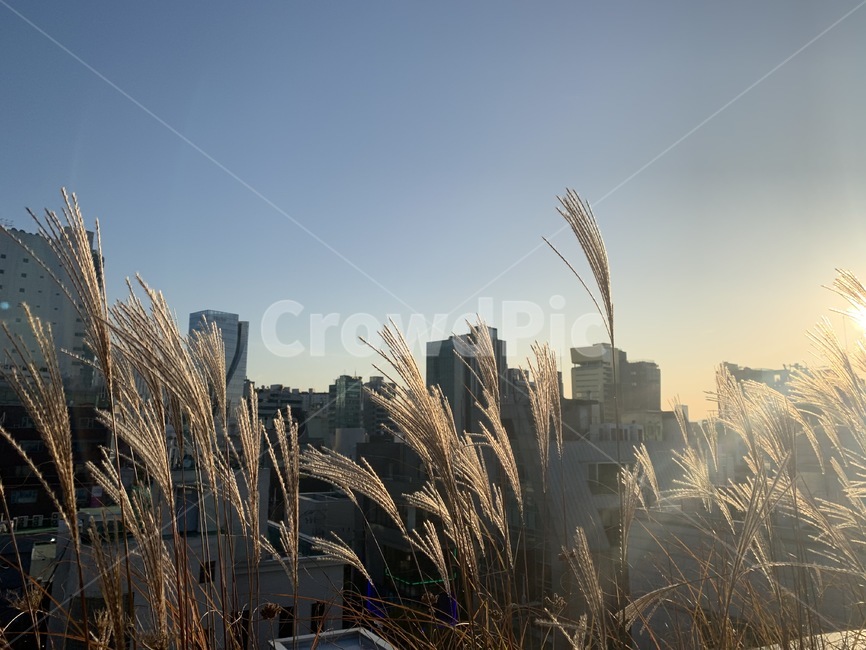 plant,식물,갈대,억새풀,풍경,view,grass,가을,계절,fall,autumn,season