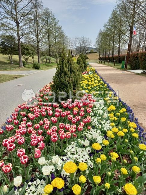 순천만국가정원,튤립,tulip,park,공원,flower,road
