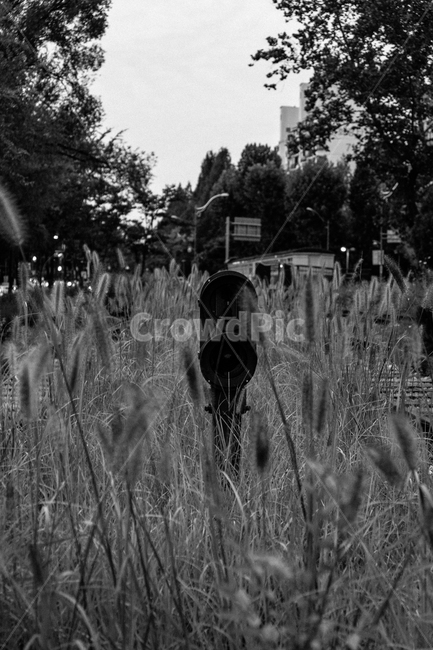 풀,grass,강아지풀,나무,tree,흑백,모노톤,monochrome,black and white