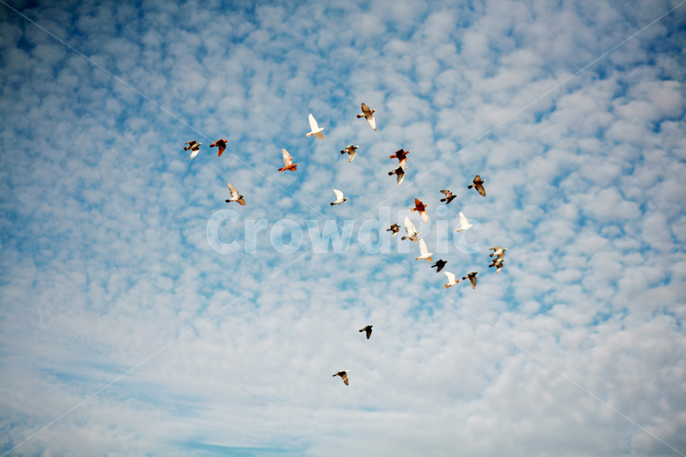 비둘기,새,평화,하늘,동물,하늘을나는,놀라운,구름,특이한,sky,cloud,bird,peace,풍경
