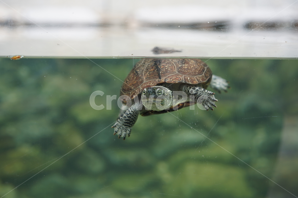 거북이,자라,수영,파충류,동물,장수,헤엄,동물,animal,파충류,양서류,reptile,amphibian