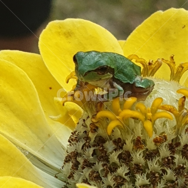 백일홍,꽃,노오란꽃,개구리,청개구리,귀여운,작은,동물,animal,파충류,양서류,reptile,amphibian