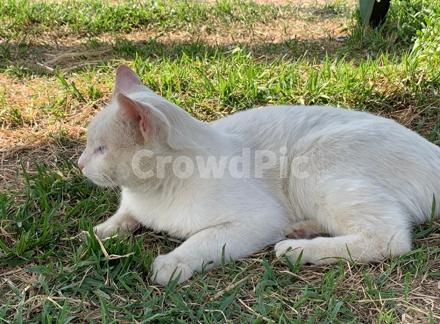 grass,잔디,고양이,cat,animal,동물,outdoors,옥외,야외,자연,nature,plant,식물,야생동물,wildanimals,동물,animal,포유류,mammal,고양이,cat,kitten,kitty