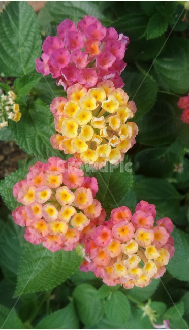 란타나,마편초과,관목,관상용,약용,분홍색꽃,노란색꽃,식물,자연,plants,nature,꽃,flower