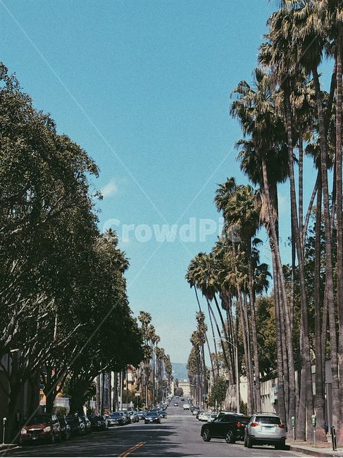 la,엘에이,미국,usa,야자수,palmtree,빈티지,vintage