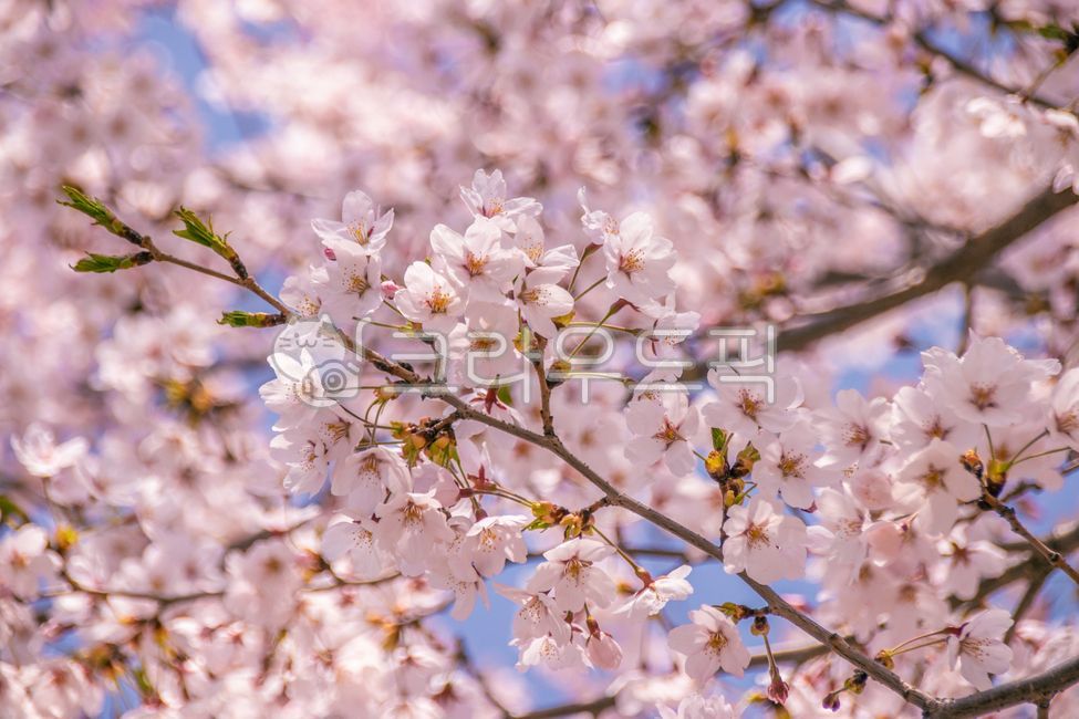벚나무,벚꽃,봄,꽃,flower,식물,plant,봄,계절,spring,season,꽃,flower