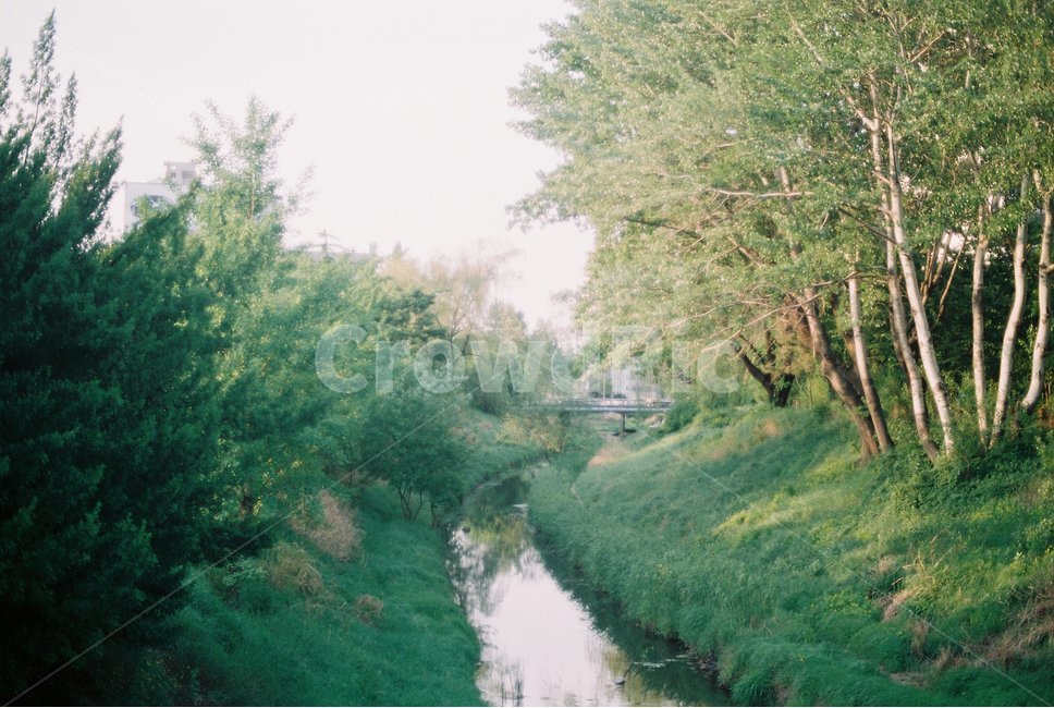 꽃,필름사진,flower,나무,tree,하천,시냇물,film,자연,필름,nature,식물,plants