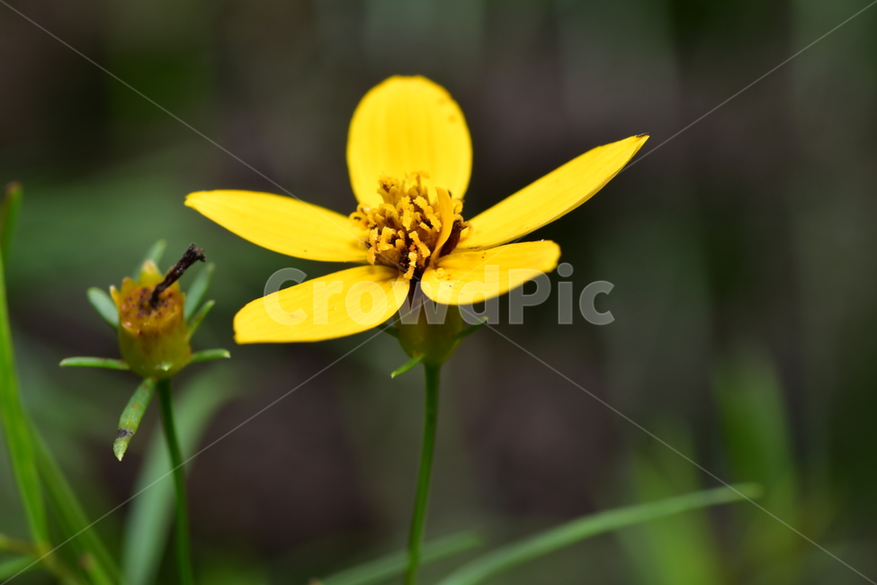 야생화,식물,자연,꽃,나무,봄,계절,spring,season,식물,자연,plants,nature,꽃,flower,plant,bee,벌,invertebrate,무척추 동물,insect,곤충,animal,동물
